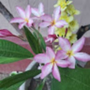 Meet your Posher, Claudia